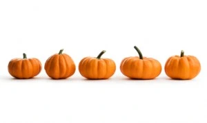 Line-of-pumpkins-from-iStockPhoto